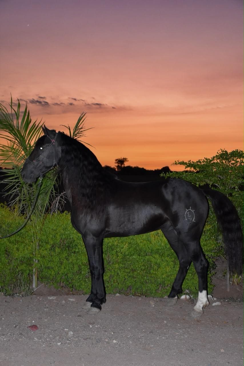 ¡GRAN RIFA ENTRE AMIGOS DE A CABALLO!